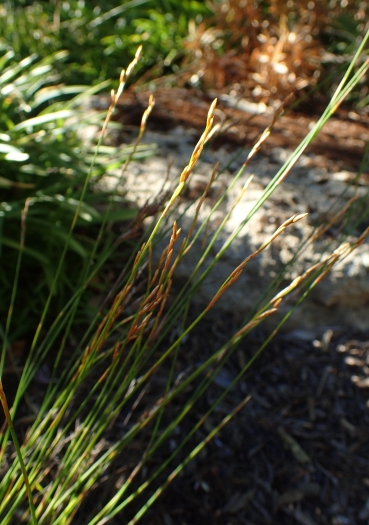 Restio similis image