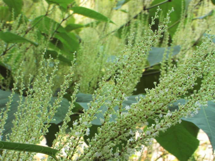 Reynoutria japonica image