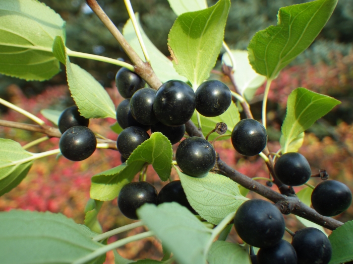 Rhamnus cathartica image