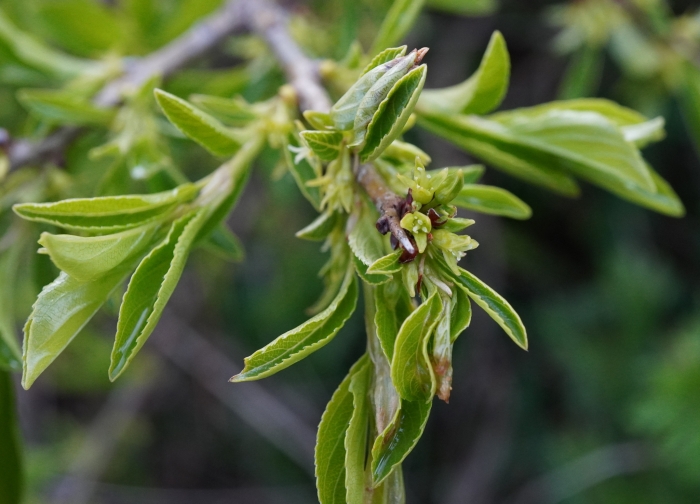 Rhamnus saxatilis image