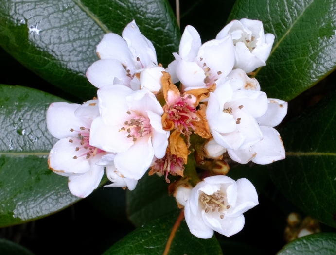 Rhaphiolepis umbellata image