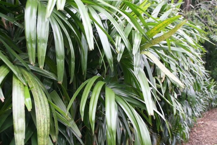 Rhapis excelsa image
