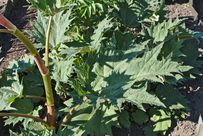 Rheum palmatum image