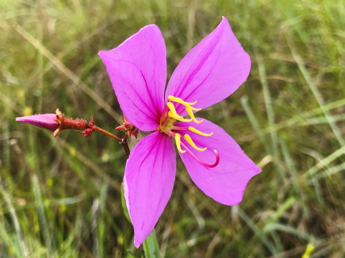 Rhexia alifanus image