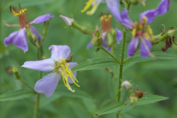 Rhexia mariana image