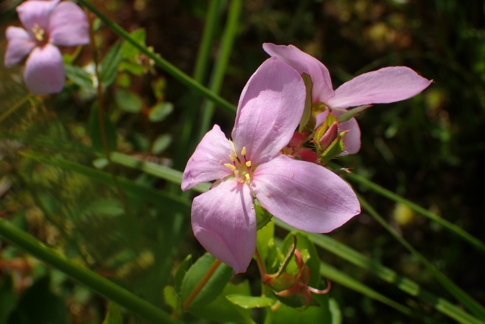 Rhexia petiolata image