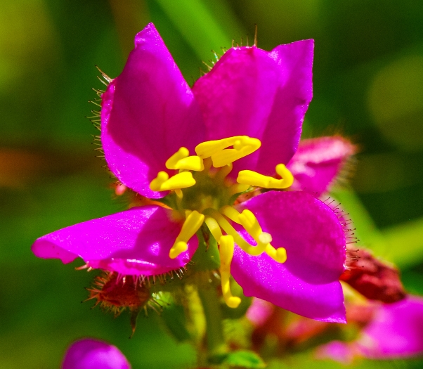 Rhexia virginica image