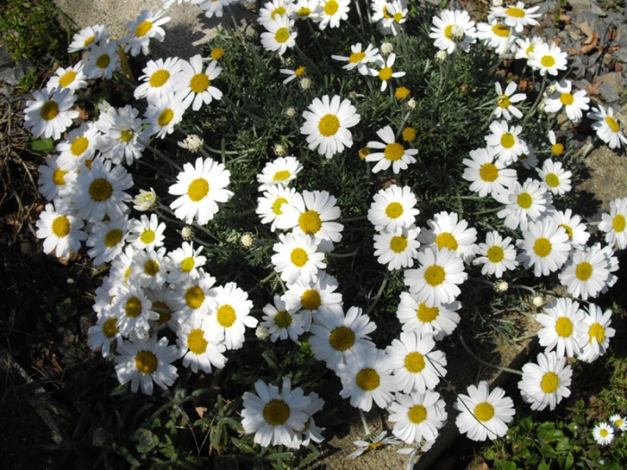 Rhodanthemum hosmariense image