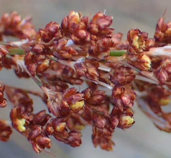 Rhodocoma arida image