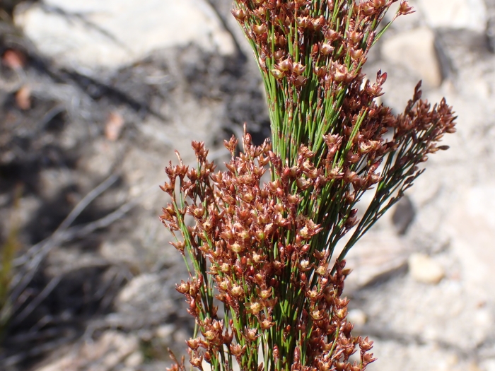 Rhodocoma capensis image