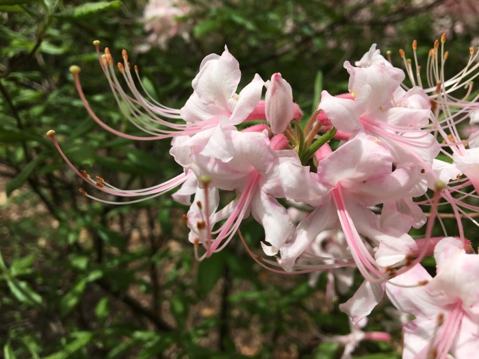 Rhododendron alabamense image