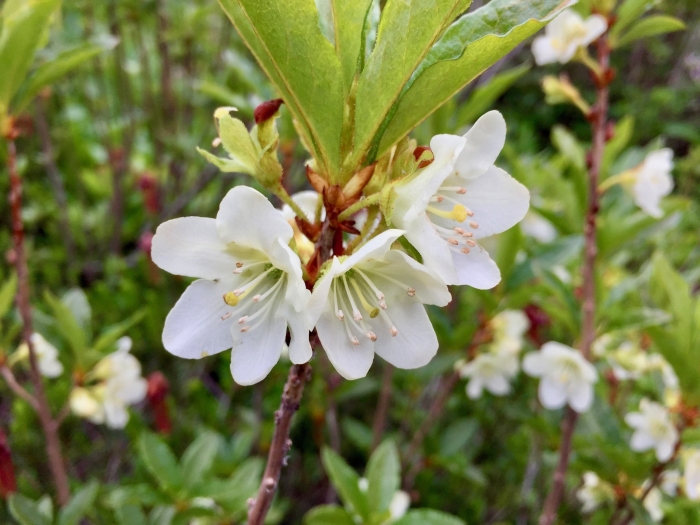 Rhododendron albiflorum image