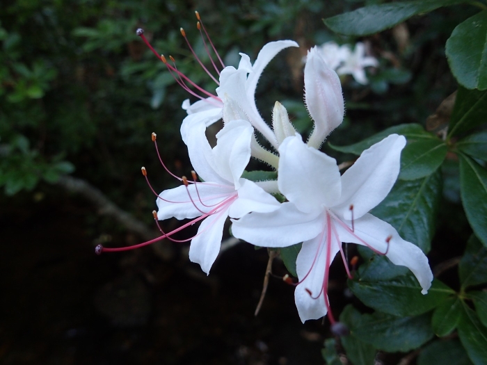 Rhododendron arborescens image