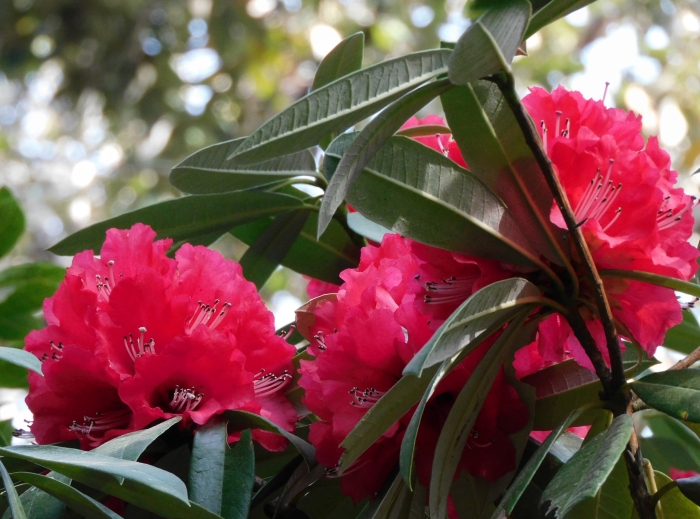 Rhododendron arboreum image