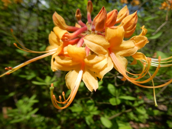 Rhododendron austrinum image