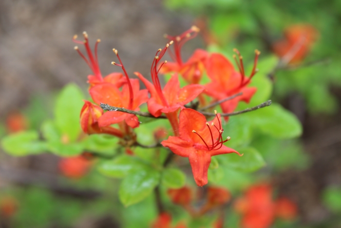Rhododendron ×bakeri image
