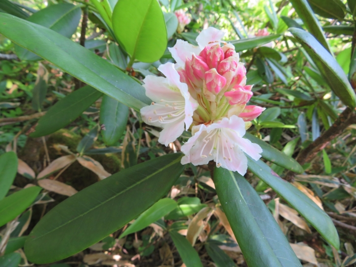 Rhododendron brachycarpum image
