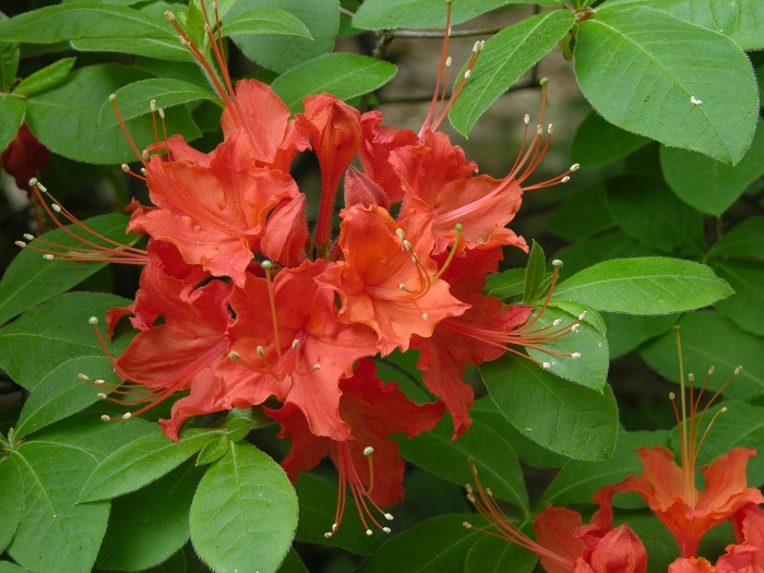Rhododendron calendulaceum image