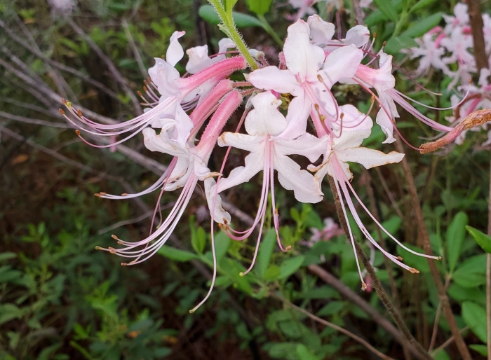Rhododendron canescens image