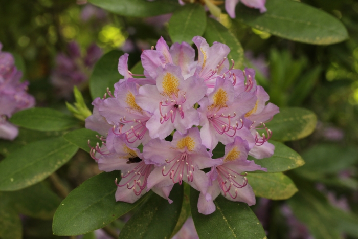Rhododendron carolinianum image