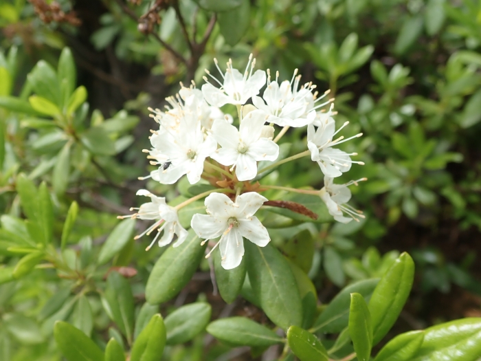 Rhododendron columbianum image