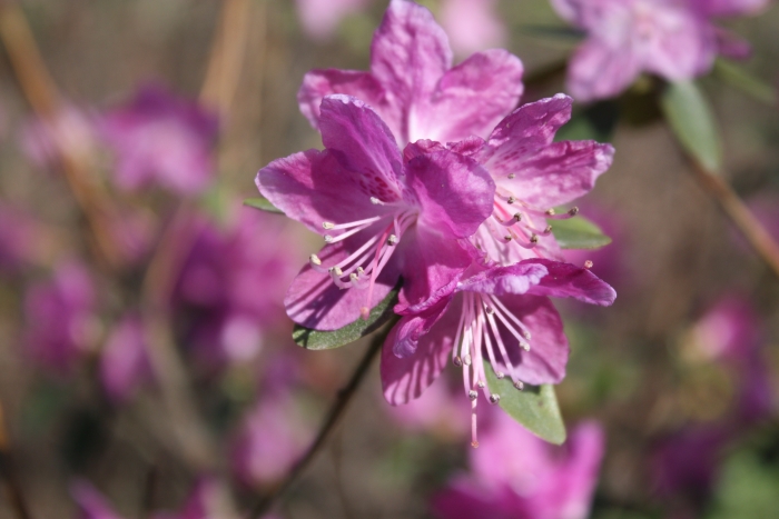 Rhododendron dauricum image