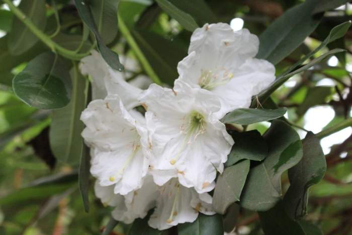 Rhododendron decorum image