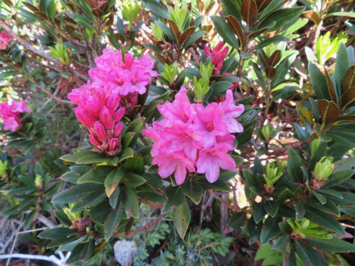Rhododendron ferrugineum image