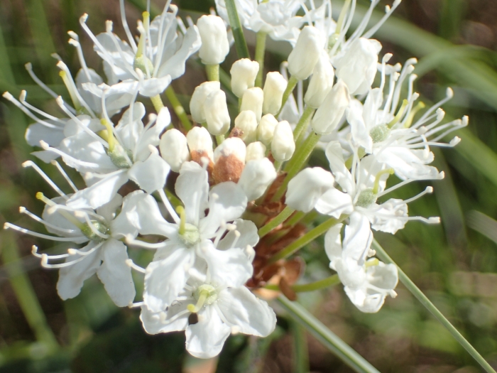 Rhododendron groenlandicum image
