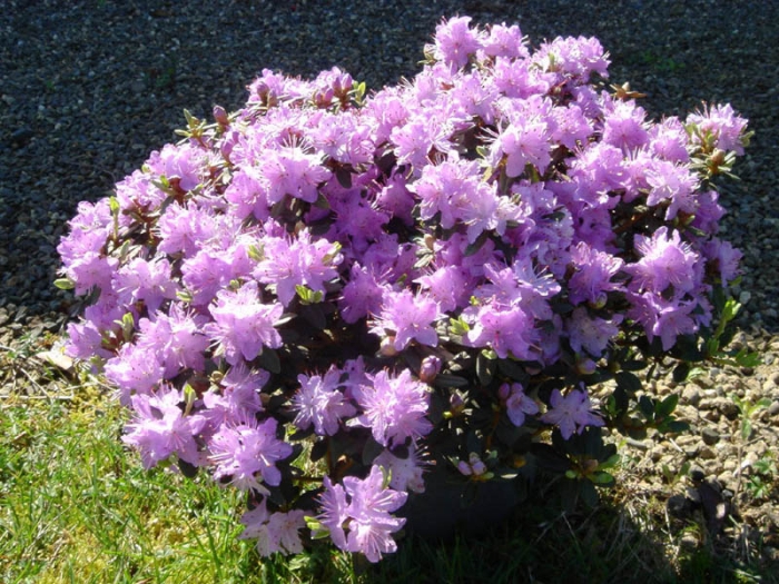 Rhododendron impeditum image