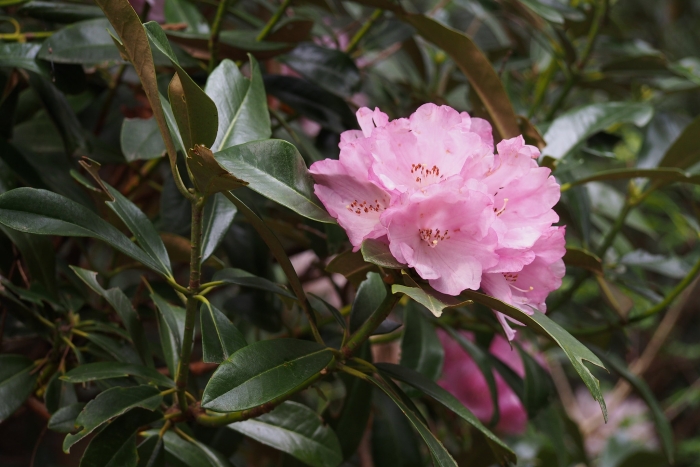 Rhododendron japonoheptamerum image