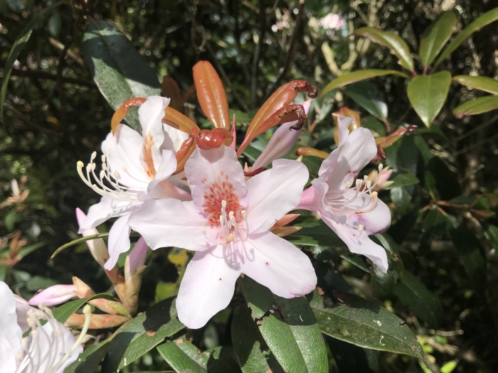 Rhododendron latoucheae image