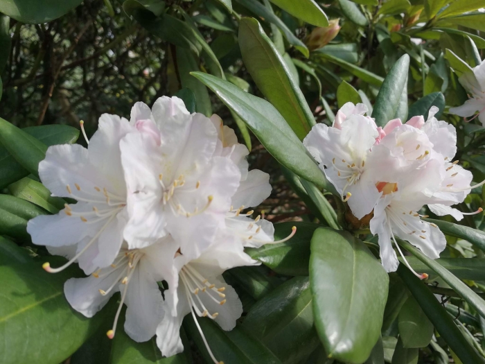 Rhododendron maximum image