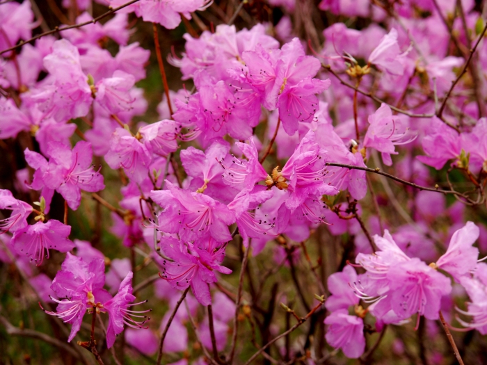 Rhododendron mucronulatum image
