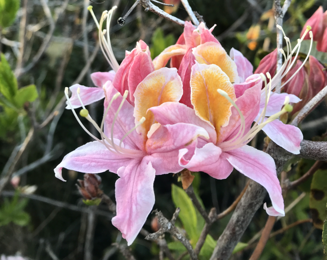 Rhododendron occidentale image