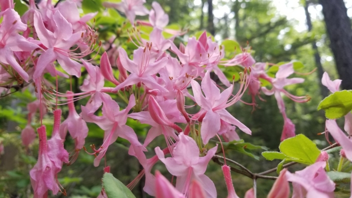 Rhododendron prinophyllum image