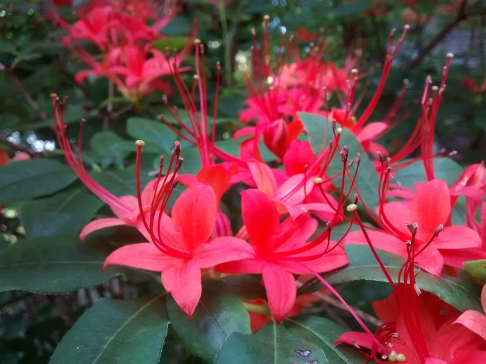 Rhododendron prunifolium image
