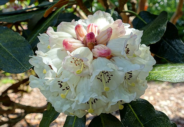 Rhododendron sinogrande image