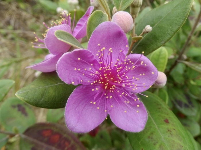 Rhodomyrtus tomentosa image