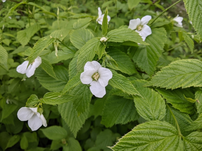 Rhodotypos scandens image