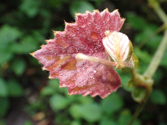 Rhoicissus tomentosa image