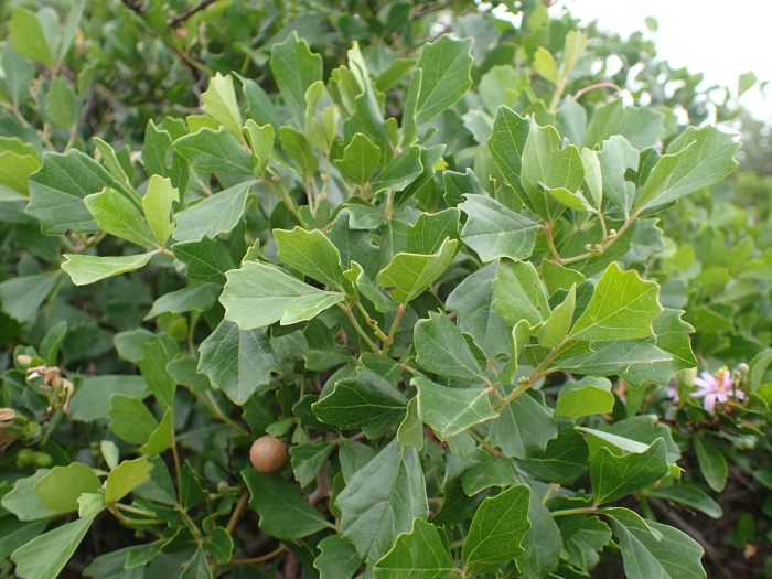 Rhoicissus tridentata image