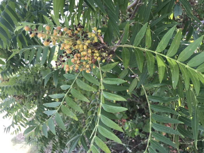 Rhus lanceolata image