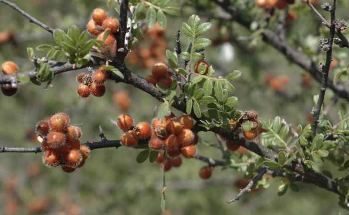 Rhus microphylla image