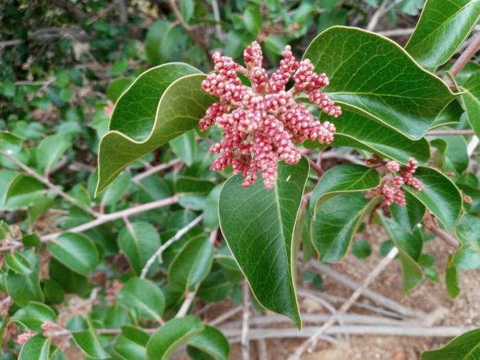 Rhus ovata image
