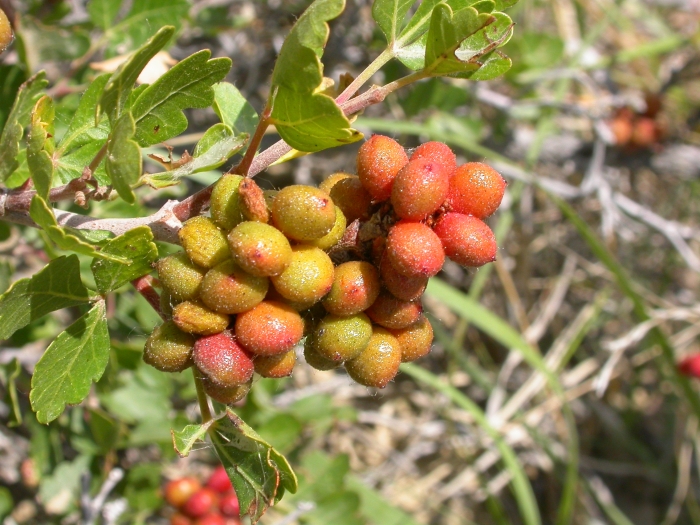 Rhus trilobata image