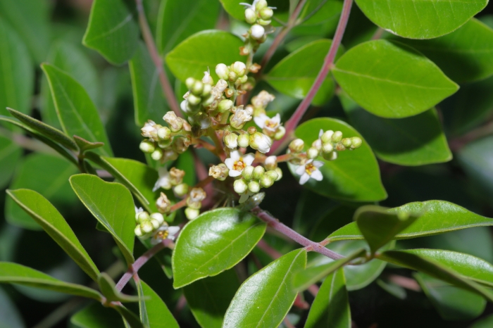 Rhus virens image