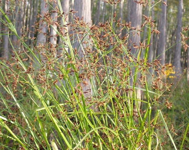 Rhynchospora corniculata image