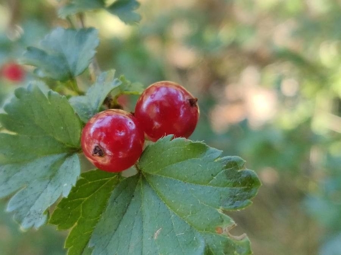 Ribes alpinum image