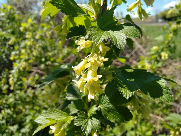 Ribes americanum image